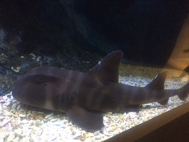 サメ